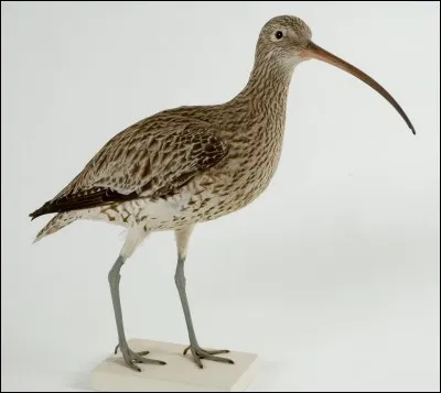 Quel est cet oiseau ?