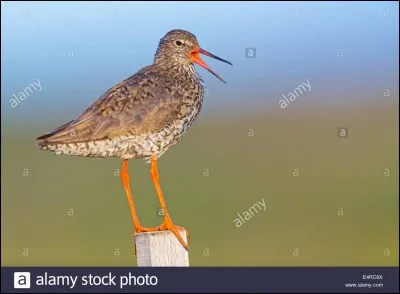 Quel est cet oiseau ?