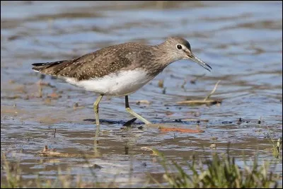 Quel est cet oiseau ?