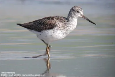 Quel est cet oiseau ?