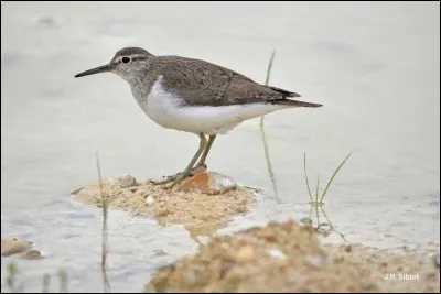 Quel est cet oiseau ?