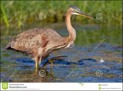Quel est cet oiseau ?