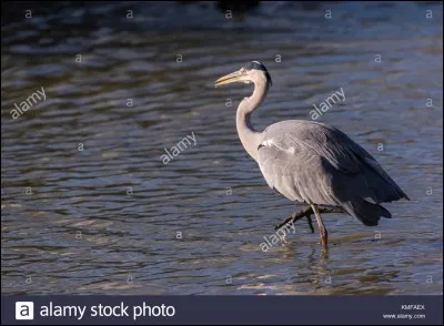 Quel est cet oiseau ?