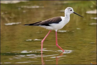 Quel est cet oiseau ?