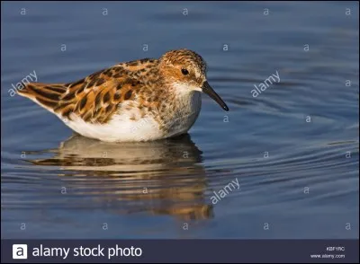 Quel est cet oiseau ?