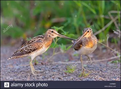 Quel est cet oiseau ?