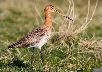 Quel est cet oiseau ?
