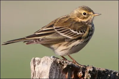 Quel est cet oiseau ?