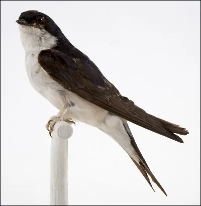 Quel est cet oiseau ?