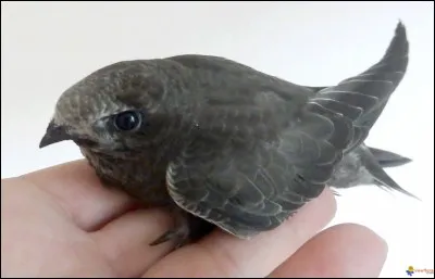 Quel est cet oiseau ?