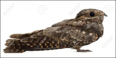 Quel est cet oiseau ?