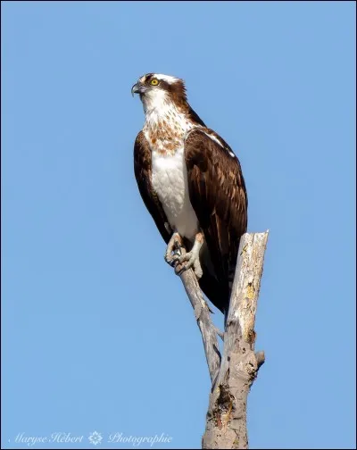 Quel est cet oiseau ?