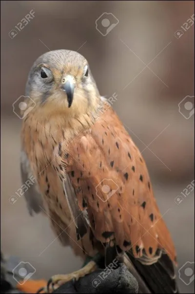 Quel est cet oiseau ?