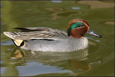 Quel est cet oiseau ?