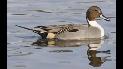 Quel est cet oiseau ?