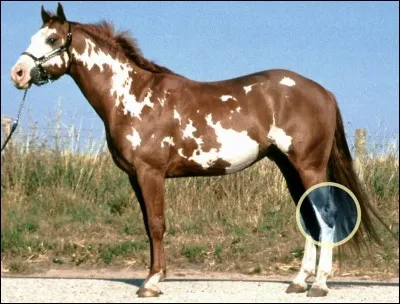 Comment s'appelle cette partie du corps du cheval ?