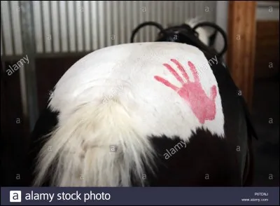 Comment se nomme la partie du corps du cheval ou une main rouge est dessinée ?