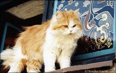 Dans ce pays o&ugrave; le chah est roi, son cri est donc forc&eacute;ment ... [ Compl&eacute;tez !]