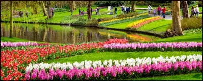 Les architectes paysagistes Zocher et fils ont élaboré, en 1857, un projet de jardin autour du château. La première exposition de bulbes s'est déroulée en 1949 et l'ouverture du parc au public en 1950 permettant d'admirer la floraison de plus de 7 millions de tulipes réparties en 800 espèces.
Situez ce jardin qu'on qualifie de plus beau parc printanier au monde :