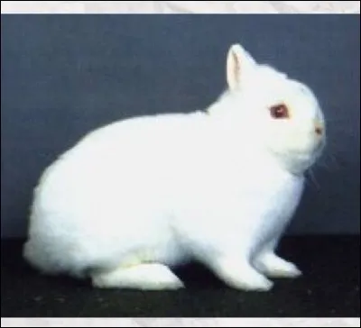 Quelle est cette race de lapin ?