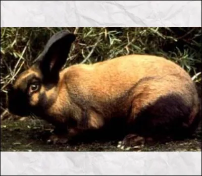 Quelle est cette race de lapin ?