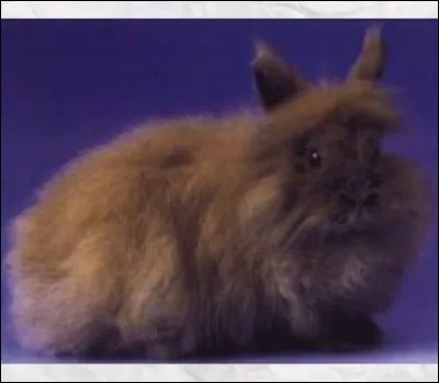 Quelle est cette race de lapin ?