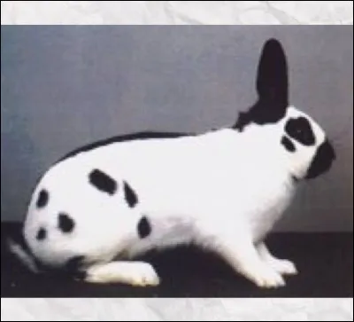 Quelle est cette race de lapin ?