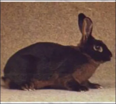 Quelle est cette race de lapin ?