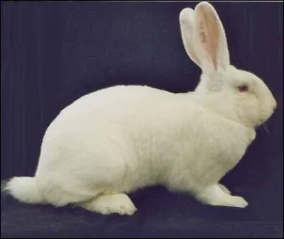 Quelle est cette race de lapin ?