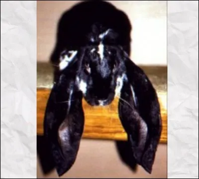 Quelle est cette race de lapin ?