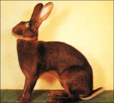 Quelle est cette race de lapin ?