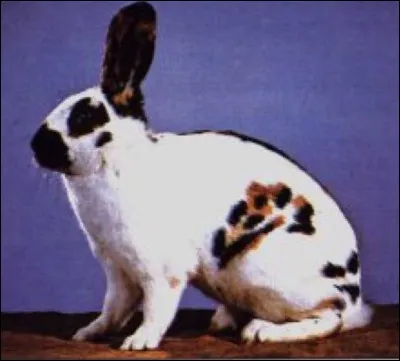 Quelle est cette race de lapin ?