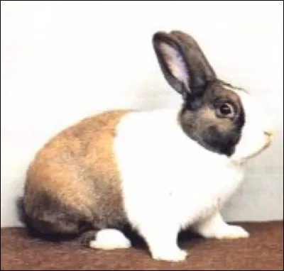 Quelle est cette race de lapin ?