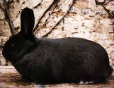 Quelle est cette race de lapin ?