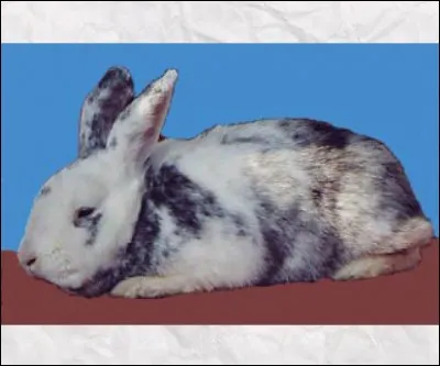 Quelle est cette race de lapin ?