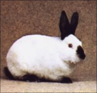 Quelle est cette race de lapin ?