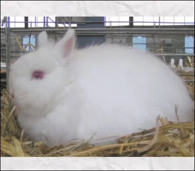 Quelle est cette race de lapin ?