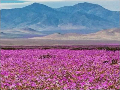 Quelle fleur préfères-tu être ?