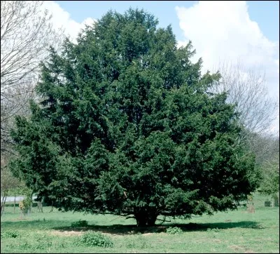 Quel est cet arbre originaire d'Europe du Nord, d'Afrique, d'Asie Mineure et du Caucase, qui peut atteindre 20 mètres de haut et décore les parcs des châteaux ? Il est très toxique sauf l'arille rouge autour de la graine.