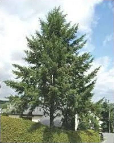 Quel est cet arbre au bois imputrescible de l'Amérique du Nord qui peut atteindre 100 mètres de haut et utilisé pour les terrasses, la menuiserie d'extérieure, les constructions navales et les pièces d'eau?