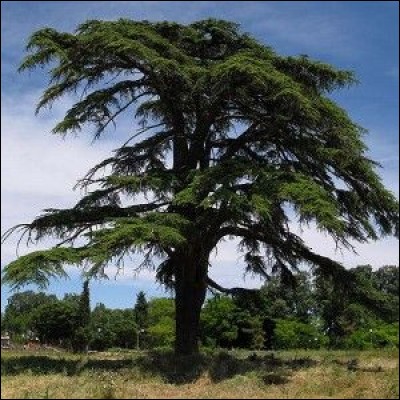 Quel est cet arbre originaire du proche-orient qui peut atteindre 50 mètres de haut, utilisé comme sujet isolé à cause de sa largeur de 20 mètres ?