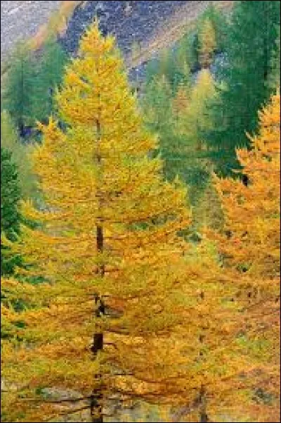 Quel est cet arbre au feuillage caduc originaire de l'hémisphère nord qui peut atteindre 45 mètres de haut ? Il est utilisé en menuiserie et en charpente.