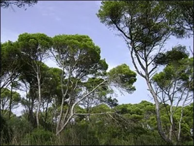 Quel est cet arbre originaire du Proche-Orient, utilisé dans les mines, la construction navale et la charpente qui peut atteindre 25 mètres de haut et est très inflammable ?