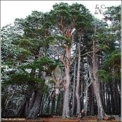 Quel est cet arbre originaire d'Europe qui peut atteindre 40 mètres de haut ? Il est utilisé pour la charpente, la pâte à papier, la menuiserie et l'essence de térébenthine.