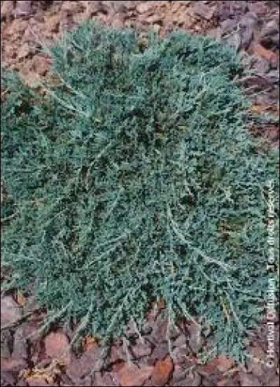 Quel est cet arbre originaire des États-Unis d'Amérique qui peut atteindre 30 centimètres de haut et 1.50 mètre de large ?