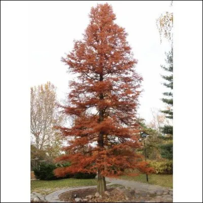 Quel est cet arbre au feuillage caduc originaire des États- Unis d'Amérique qui peut atteindre 50 mètres de haut et apprécie l'humidité?