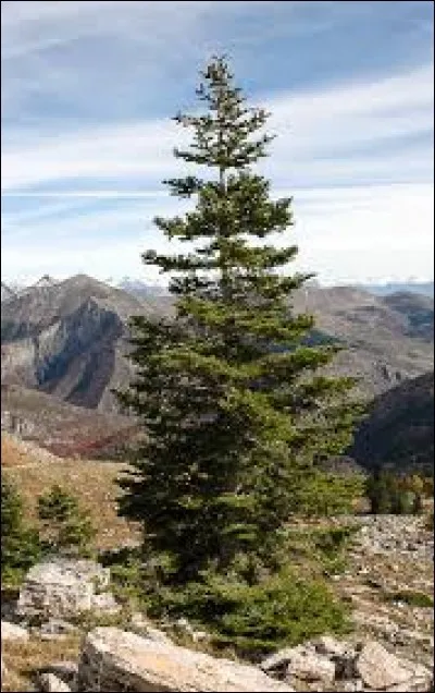 Quel est cet arbre originaire d'Europe qui peut atteindre 80 mètres de haut ? Son bois est utilisé en menuiserie.