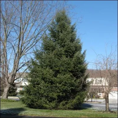 Quel est cet arbre originaire d'Amérique du Nord qui peut atteindre 100 mètres de haut dont le bois est très recherché pour la charpente?