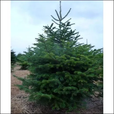 Quel est cet arbre originaire du Caucase et de Turquie qui ne pique pas, peut atteindre 50 mètres de haut sur lequel on voit apparaître des boules et des guirlandes à Noël et utilisé en menuiserie, charpente et papeterie ?