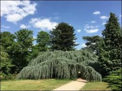 Quel est cet arbre de 4 mètres de haut originaire d'une mutation d'un arbre d'Afrique du Nord à l'Arboretum de la Vallée aux loups dans les Hauts-de-Seine ?
